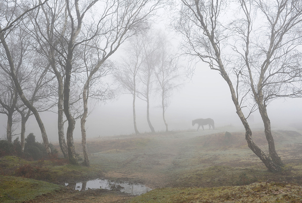Winter Pony in the Mist, Pipers Wait
